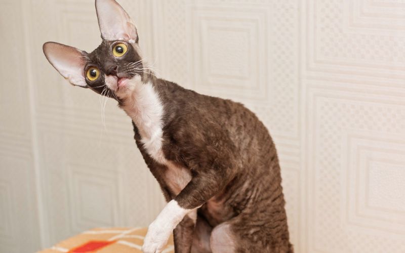 Mèo Cornish Rex