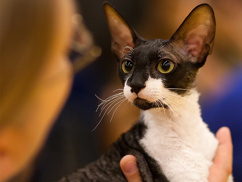 Mèo Cornish Rex