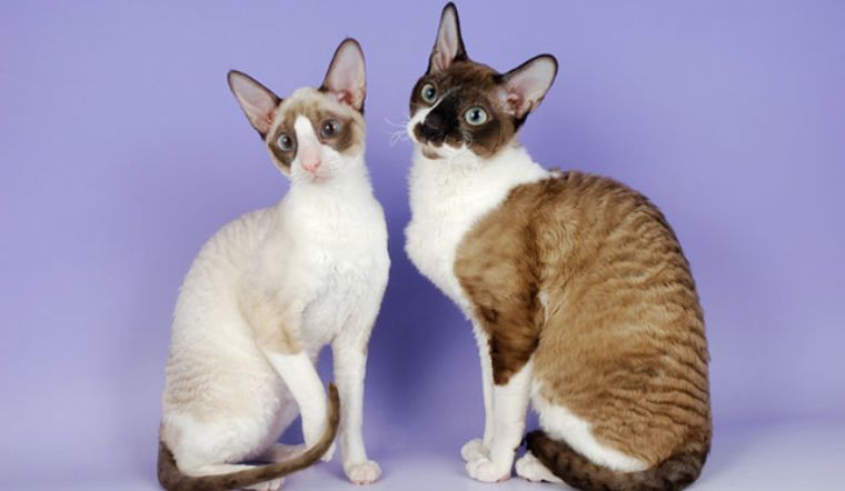 Mèo Cornish Rex