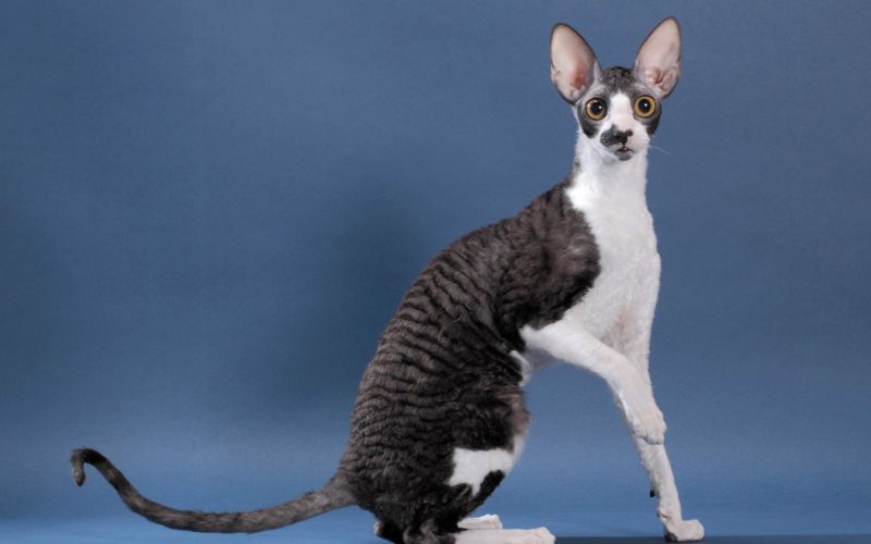 Mèo Cornish Rex