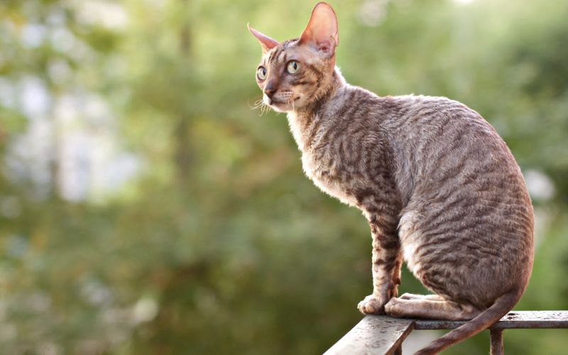 Mèo Cornish Rex