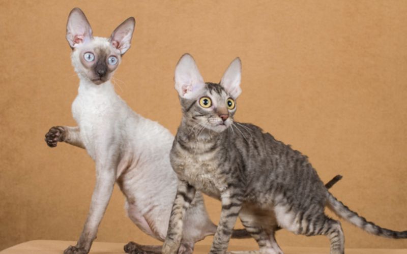 Mèo Cornish Rex