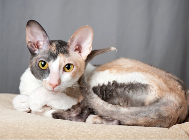 Mèo Cornish Rex