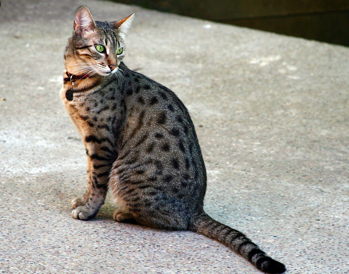 Mèo Egyptian Mau