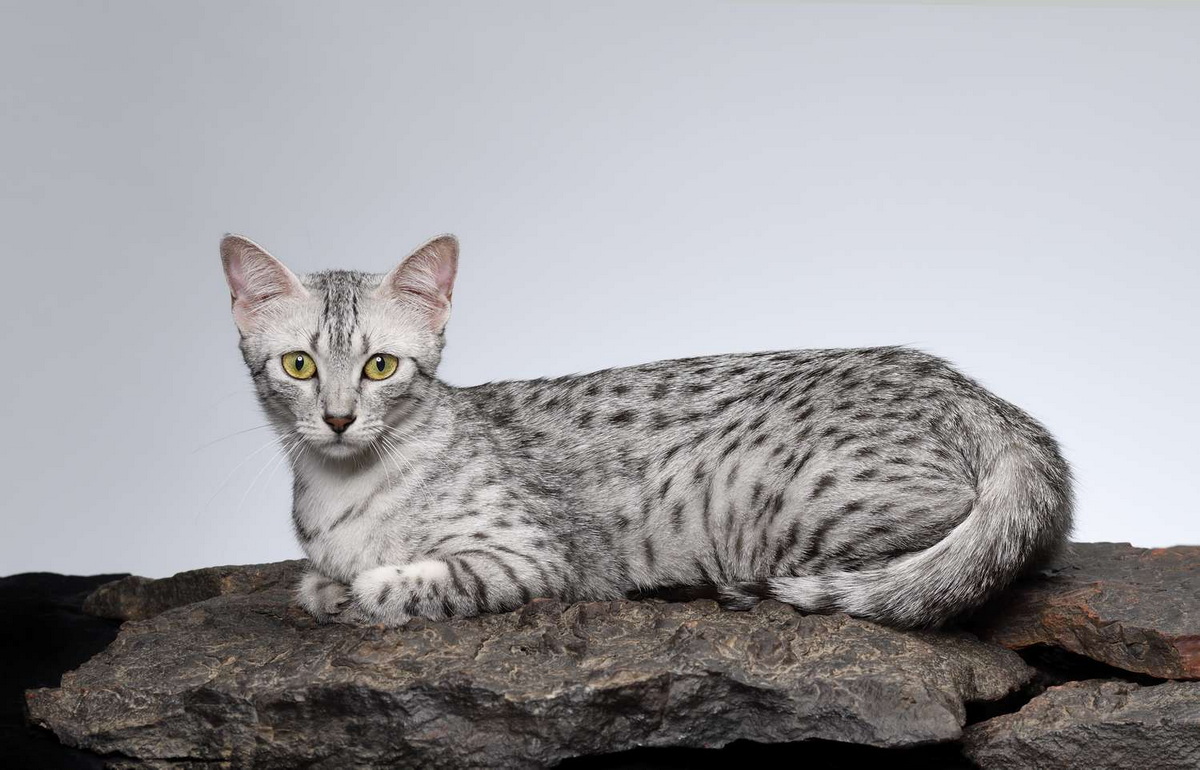 Mèo Egyptian Mau