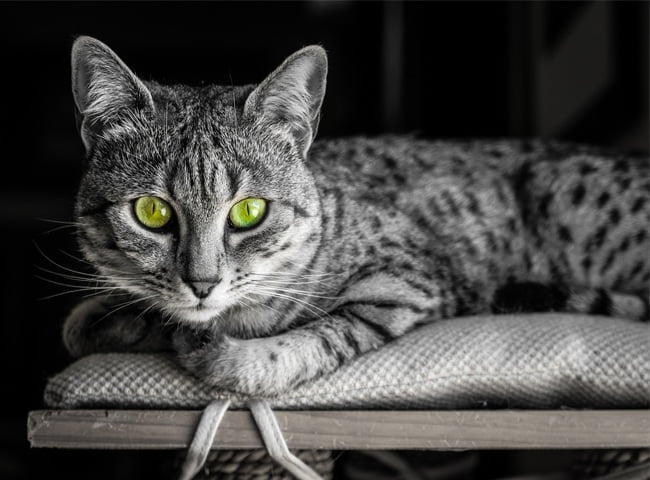 Mèo Egyptian Mau