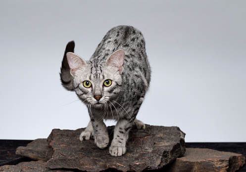 Mèo Egyptian Mau