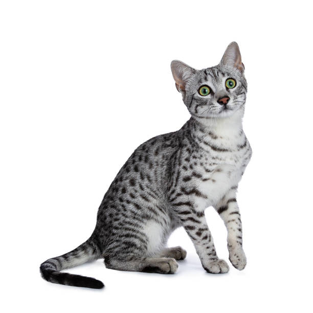 Mèo Egyptian Mau