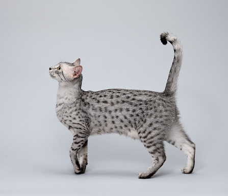 Mèo Egyptian Mau