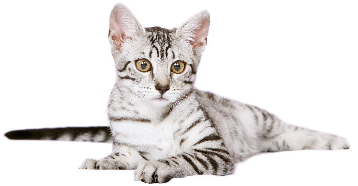 Mèo Egyptian Mau