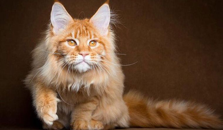 Mèo Maine Coon