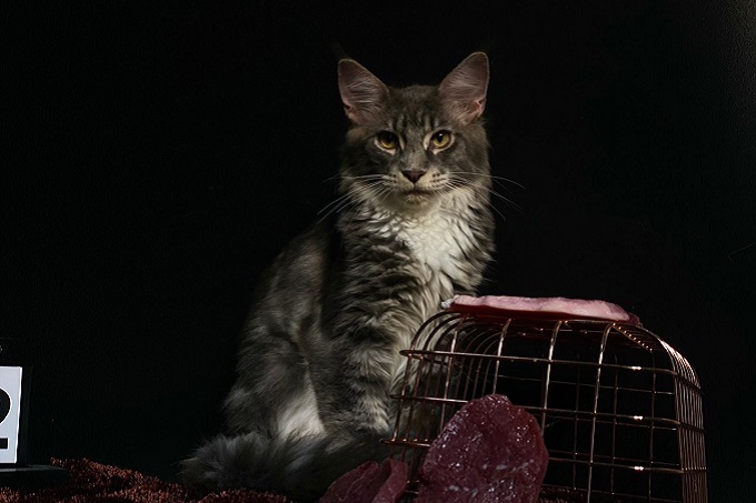 Mèo Maine Coon