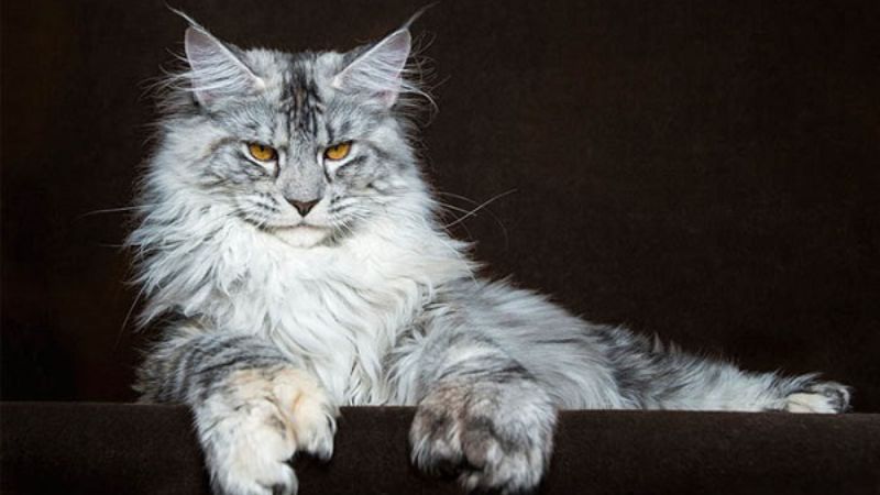   Mèo Maine Coon