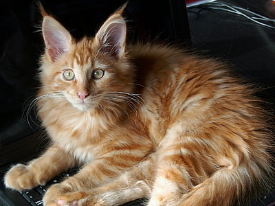   Mèo Maine Coon