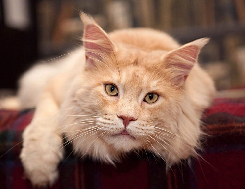 Mèo Maine Coon