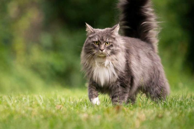 Mèo Maine Coon