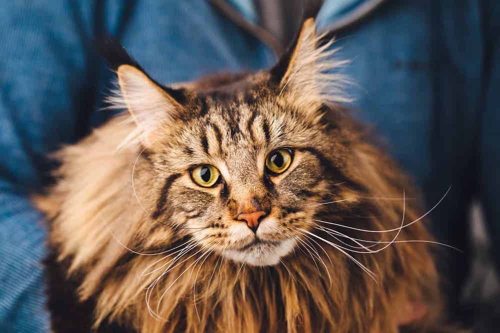 Mèo Maine Coon