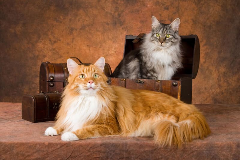 Mèo Maine Coon