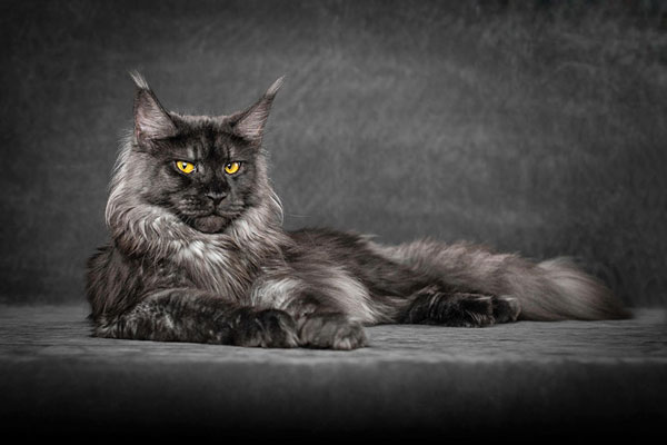 Mèo Maine Coon