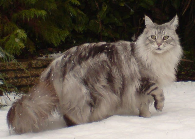 Mèo Maine Coon