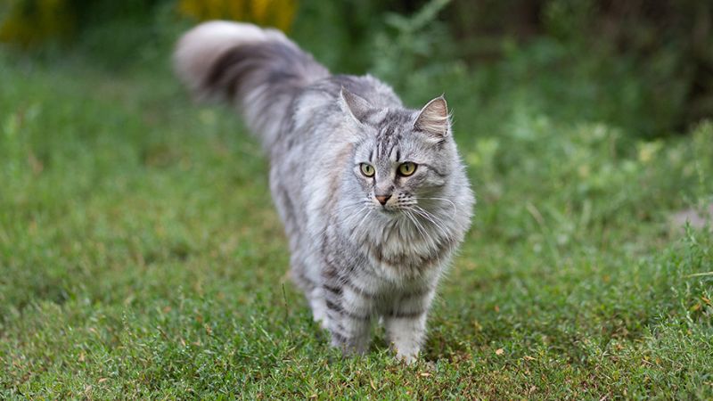 Mèo Maine Coon