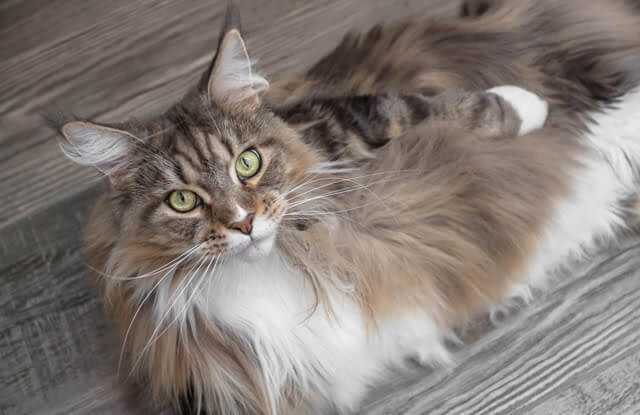       Mèo Maine Coon 