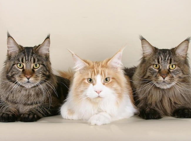 Mèo Maine Coon