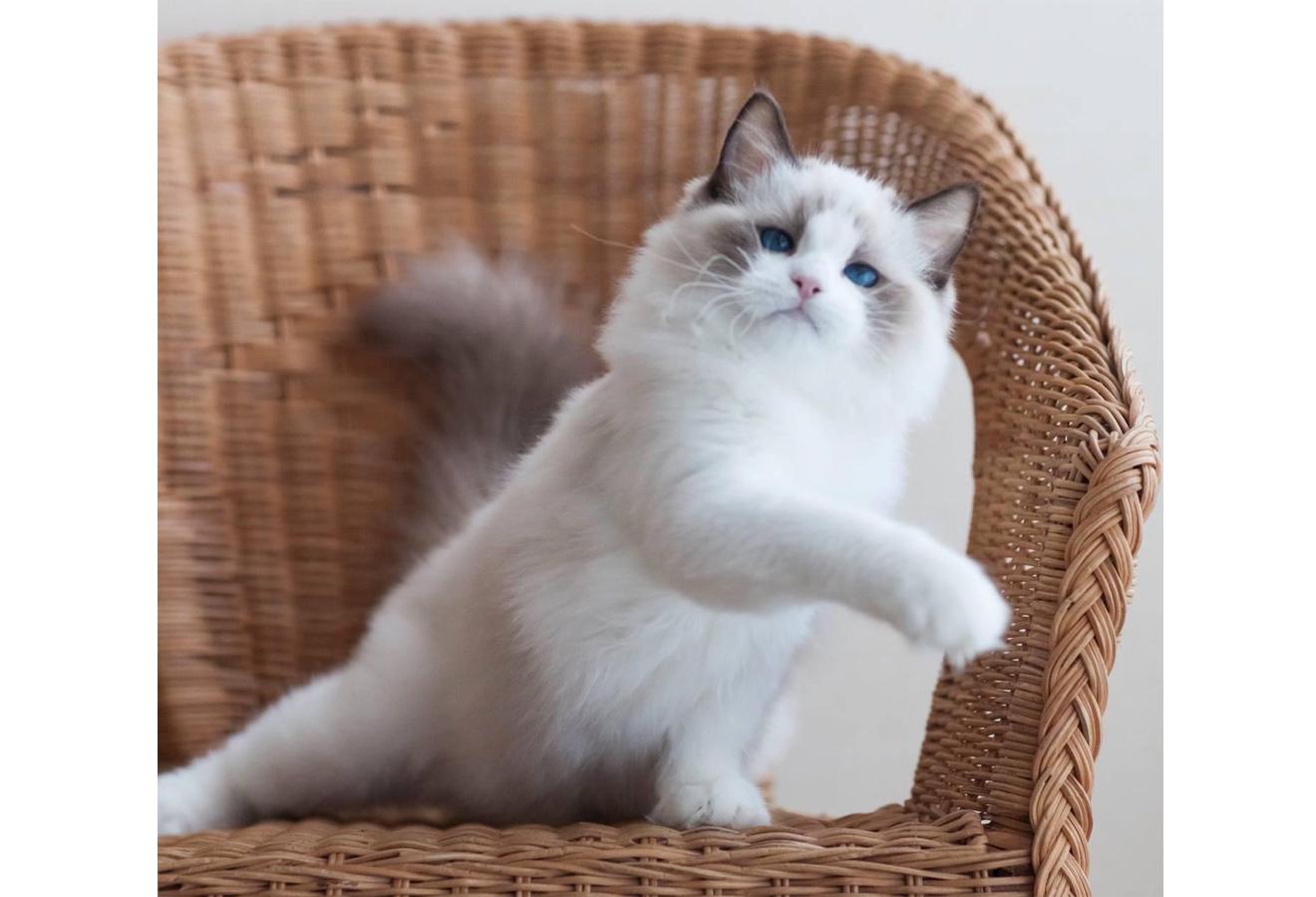 Mèo Ragdoll