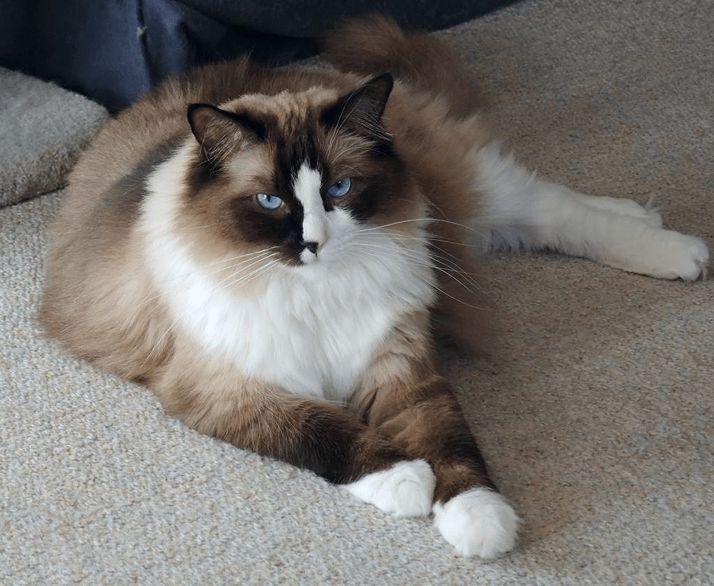 Mèo Ragdoll