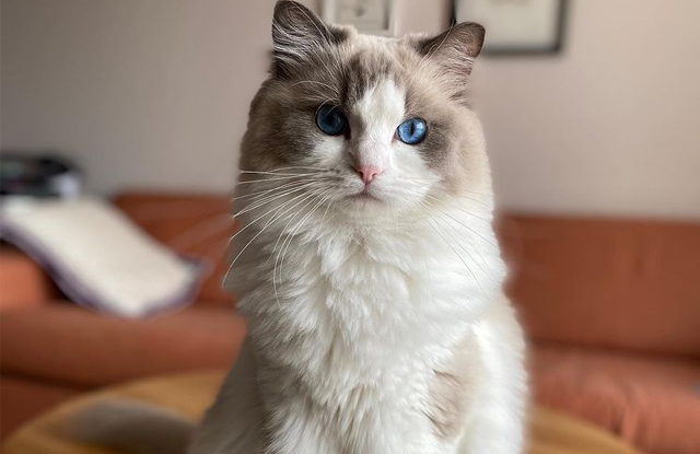 Mèo Ragdoll