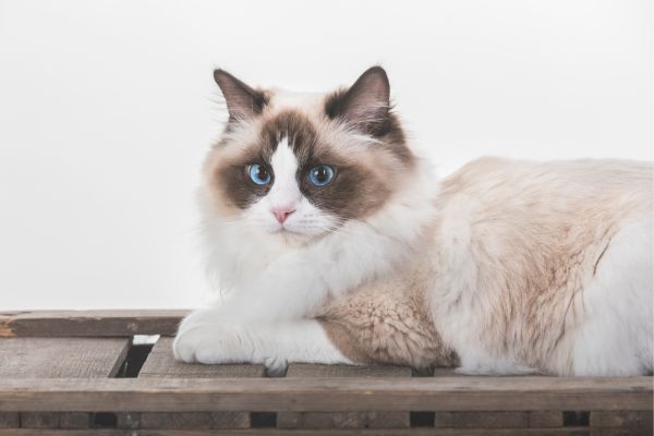 Mèo Ragdoll