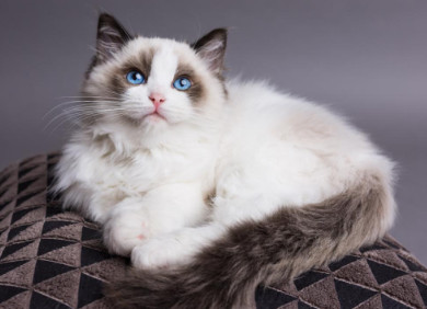 Mèo Ragdoll