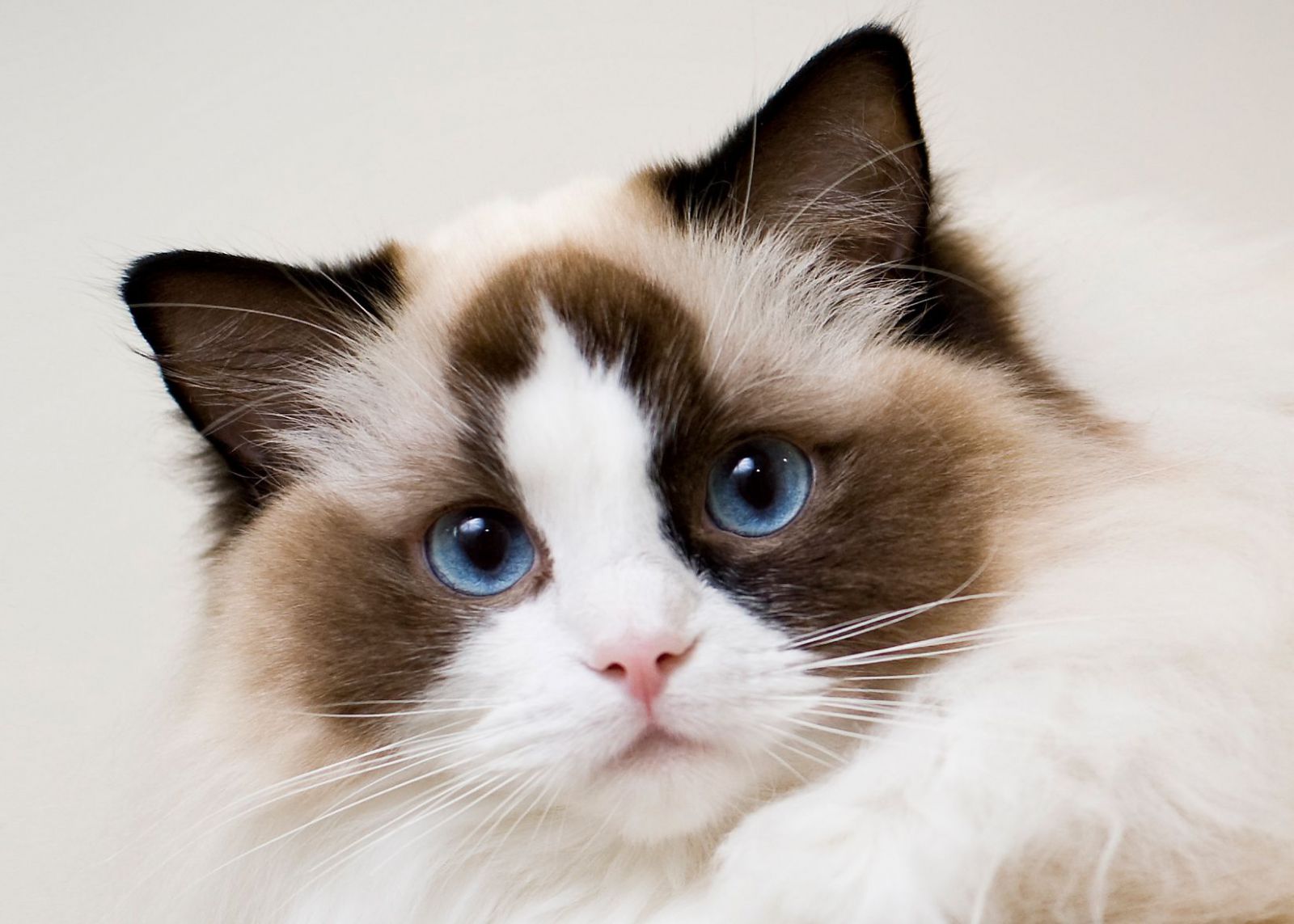 Mèo Ragdoll