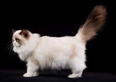 Mèo Ragdoll