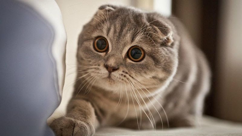 Mèo Scottish Fold