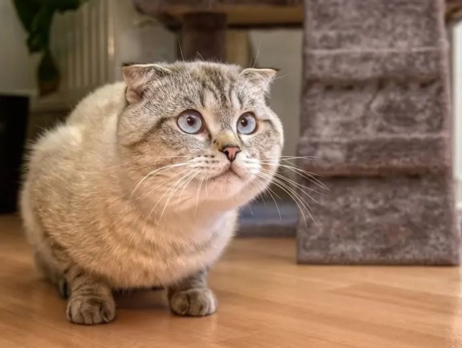  Mèo Scottish Fold