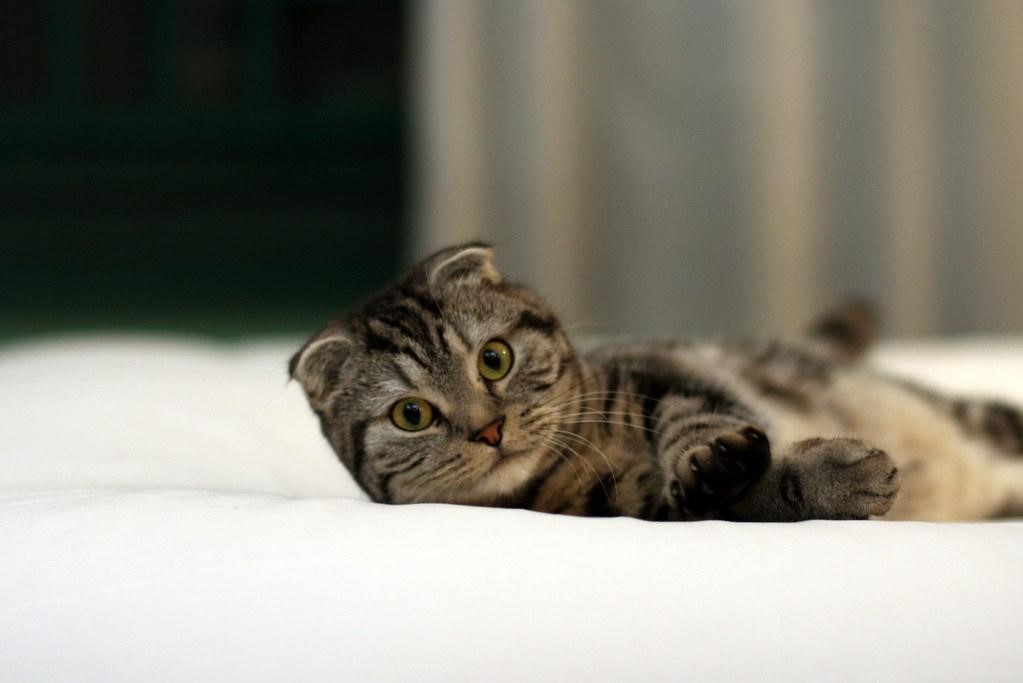  Mèo Scottish Fold