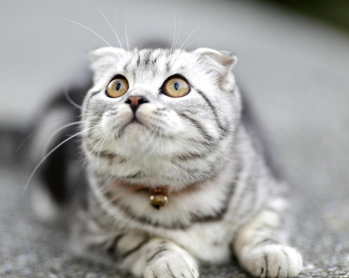  Mèo Scottish Fold