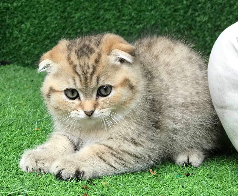  Mèo Scottish Fold