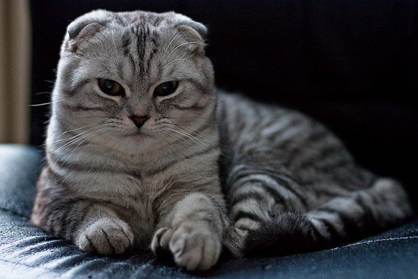 Mèo Scottish Fold