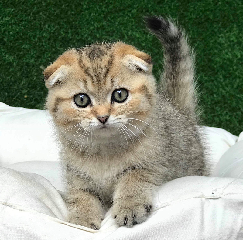 Mèo Scottish Fold