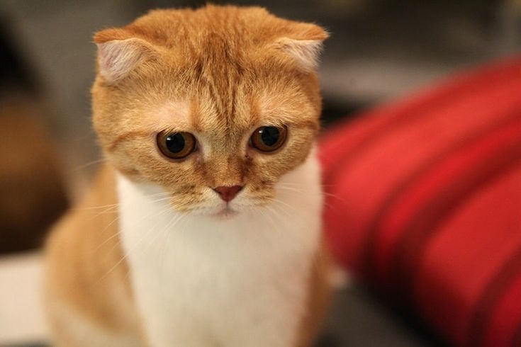 Mèo Scottish Fold