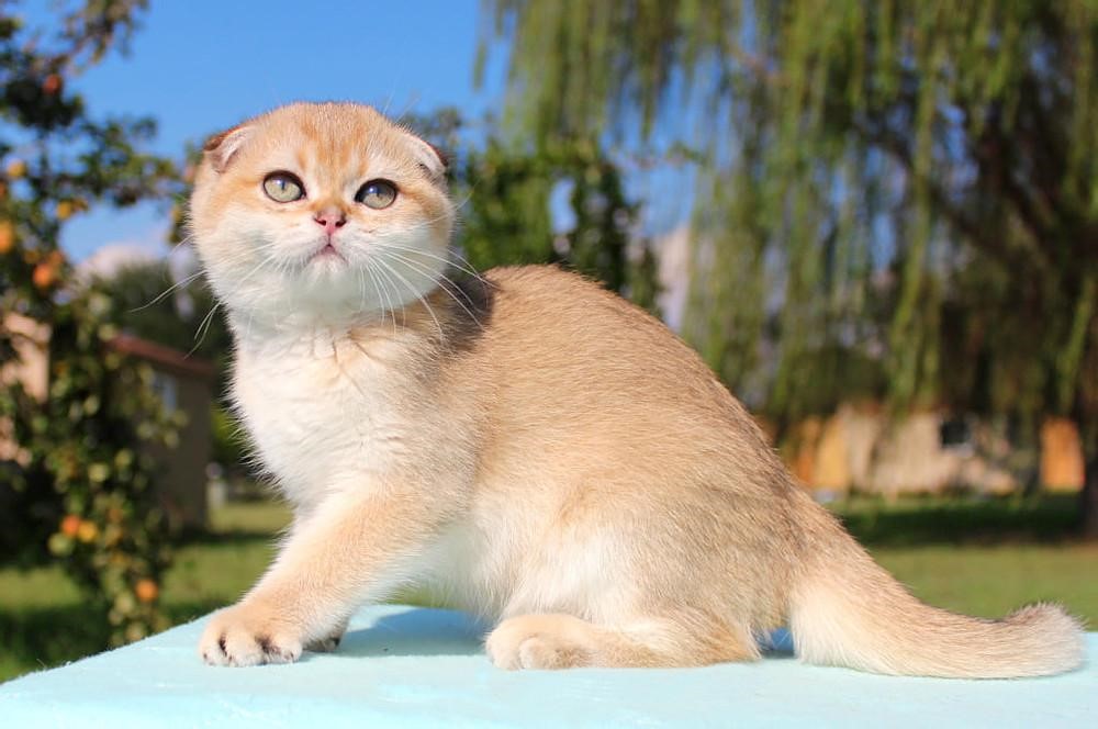 Mèo Scottish Fold