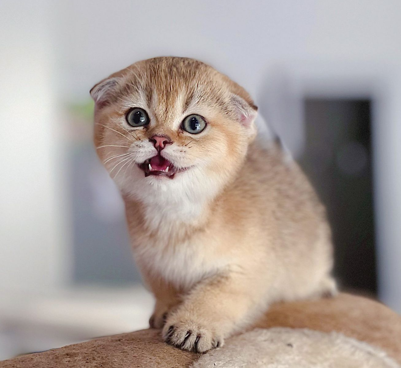 Mèo Scottish Fold