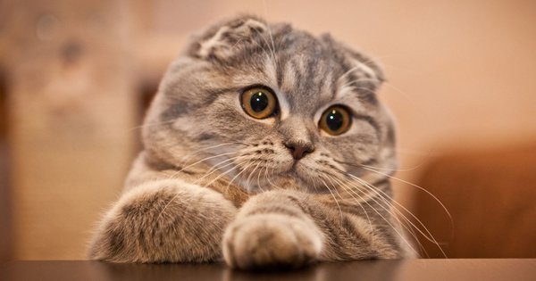 Mèo Scottish Fold