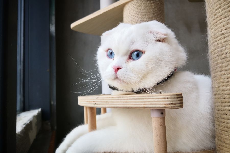  Mèo Scottish Fold