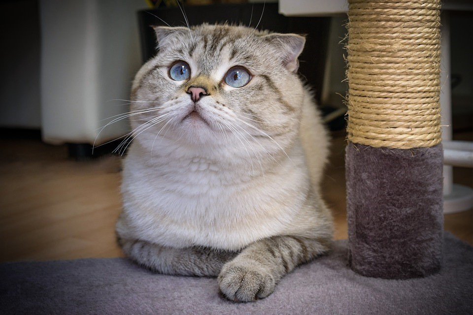  Mèo Scottish Fold