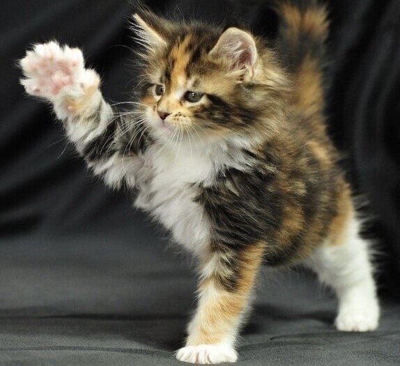 Mèo Tam Thể Maine Coon