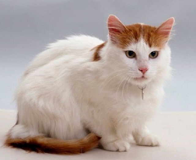 Mèo Turkish Van