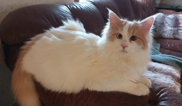 Mèo Turkish Van